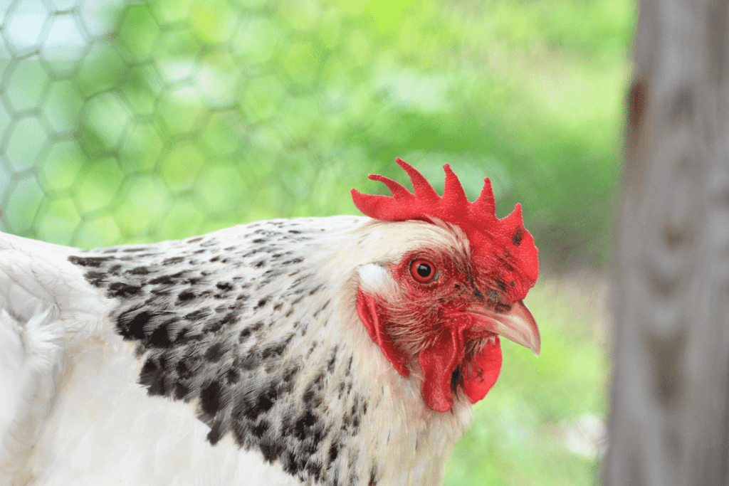 what causes blood on egg shells chicken