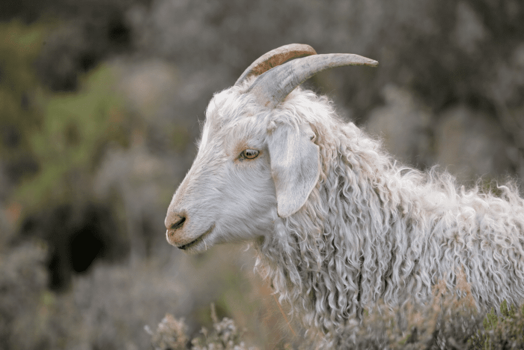 what goat breeds are quiet angora