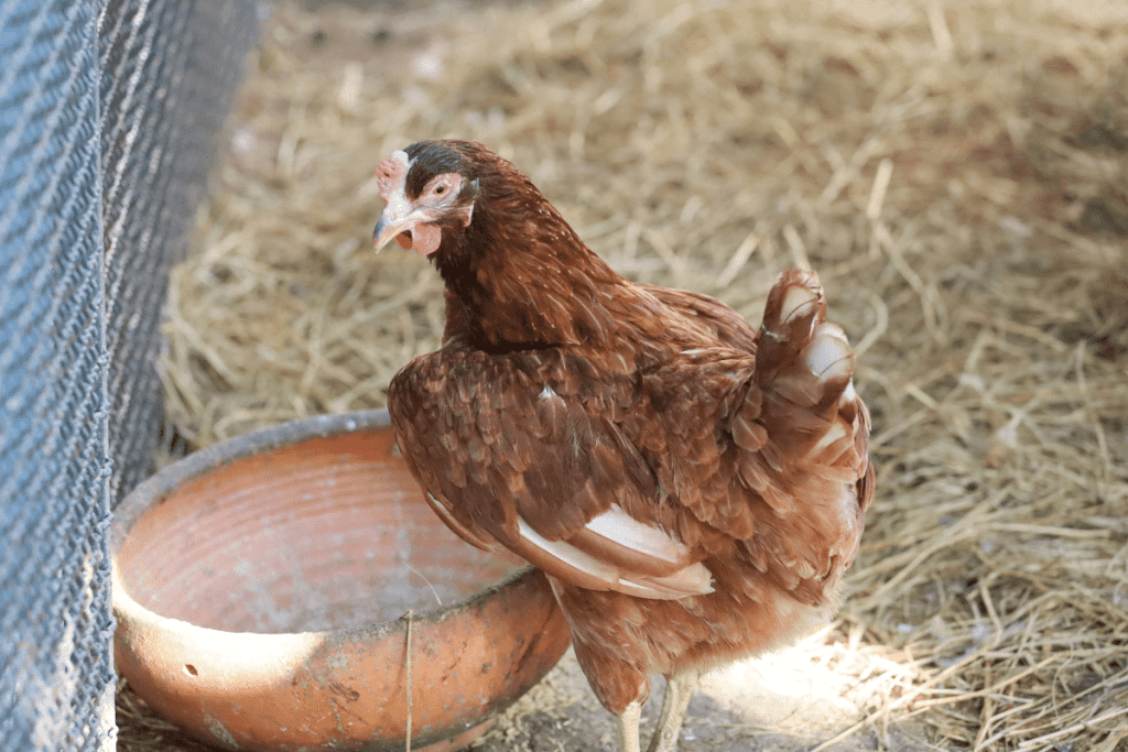 what helps rhode island red chickens grow