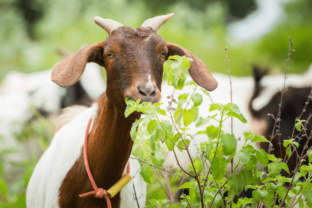 what vegetables can goats eat and not eat