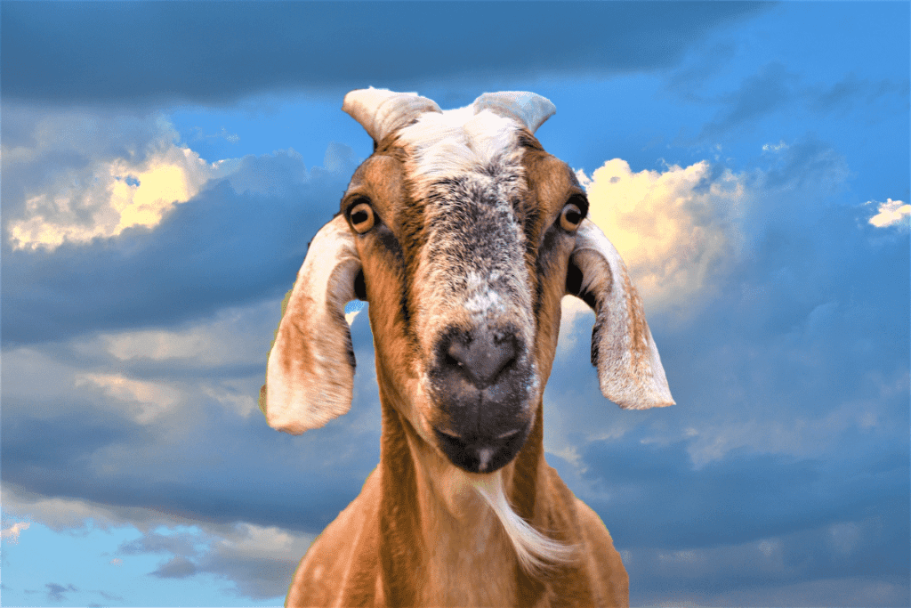 why do goats headbutt