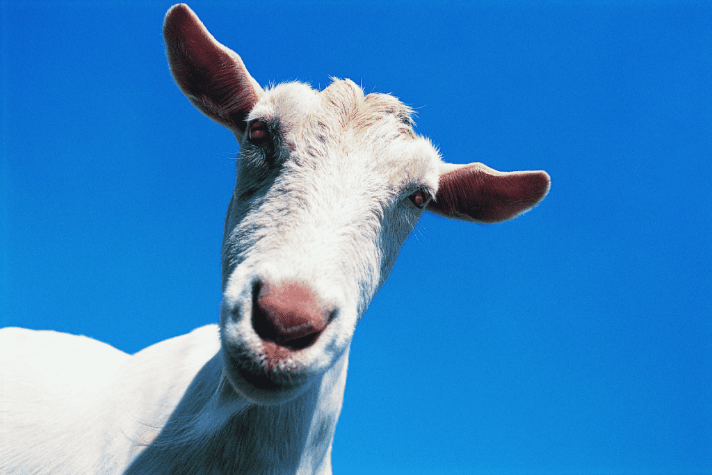 why do goats stretch their necks