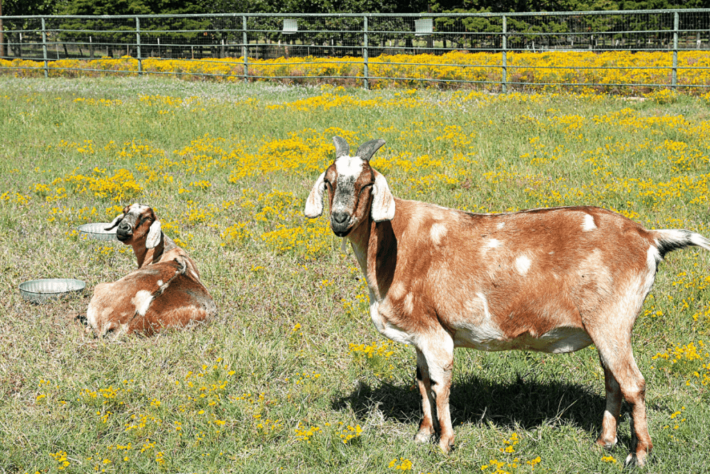 Nubians goats