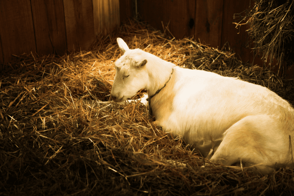 bedding for goats