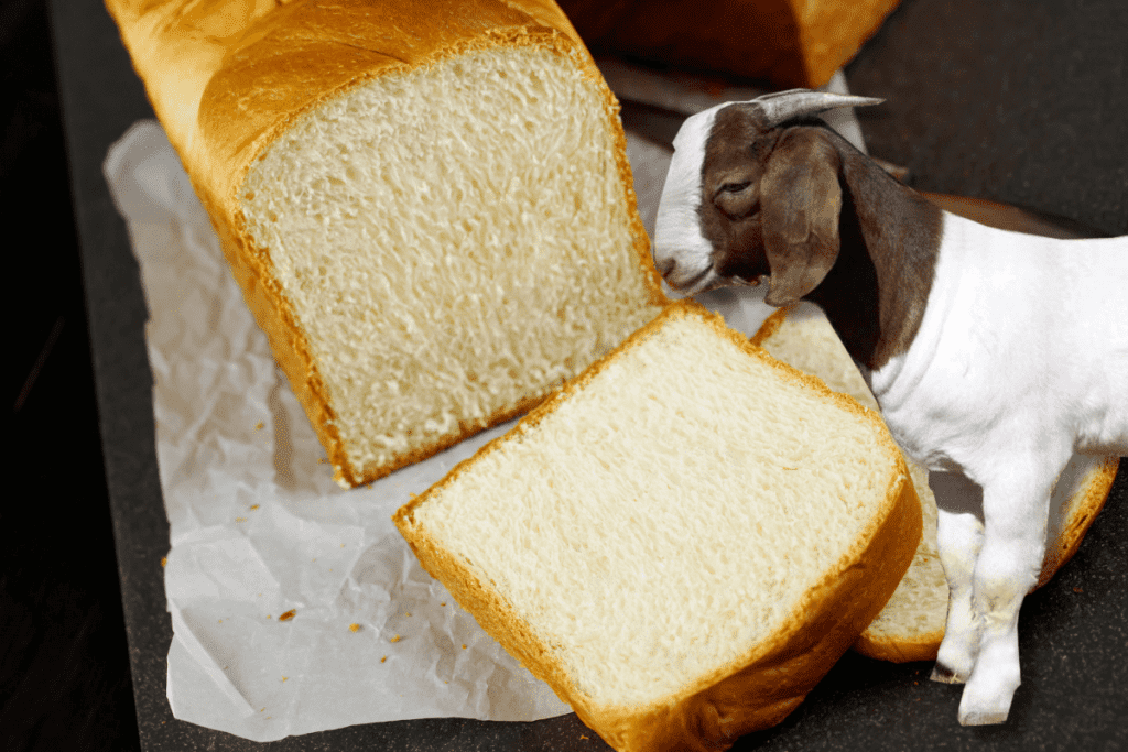 can goat eat bread