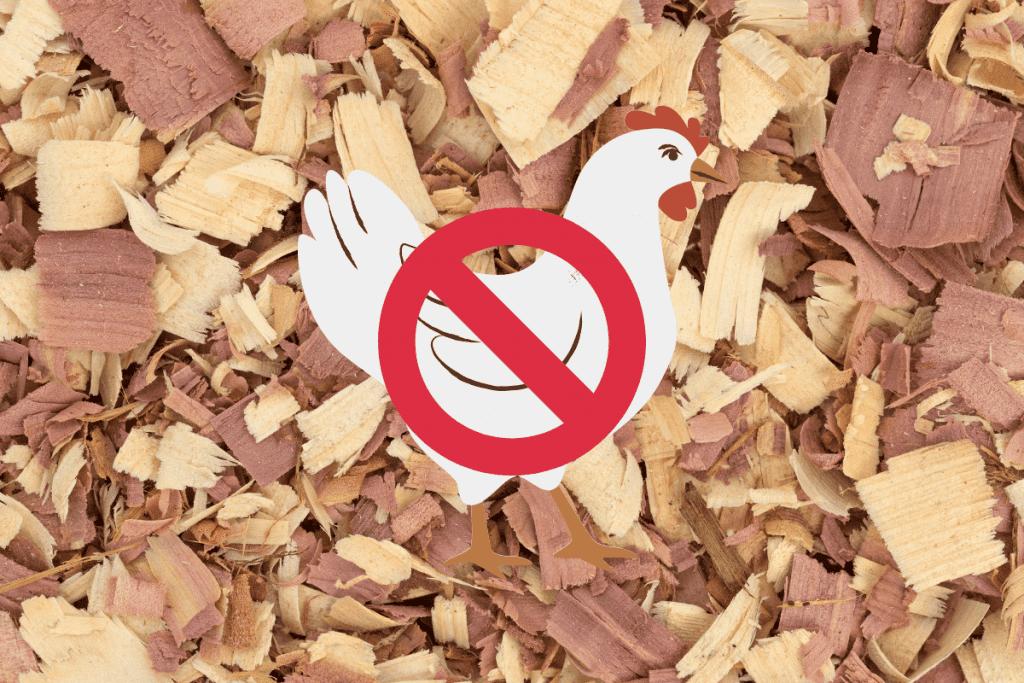 can you use cedar shavings for chickens