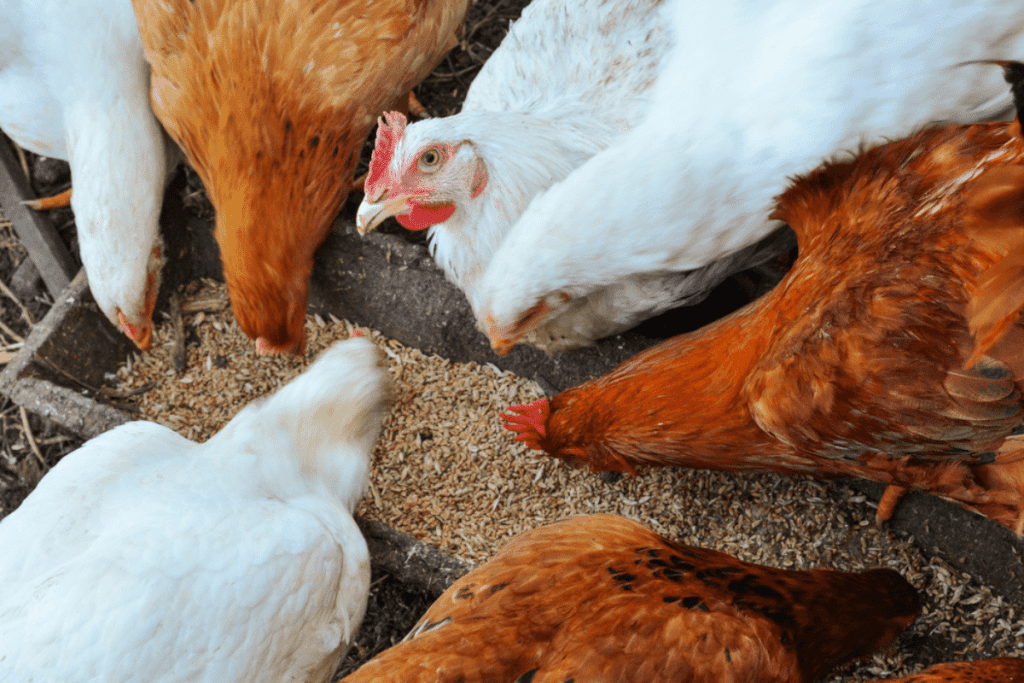 chickens feather loss causes