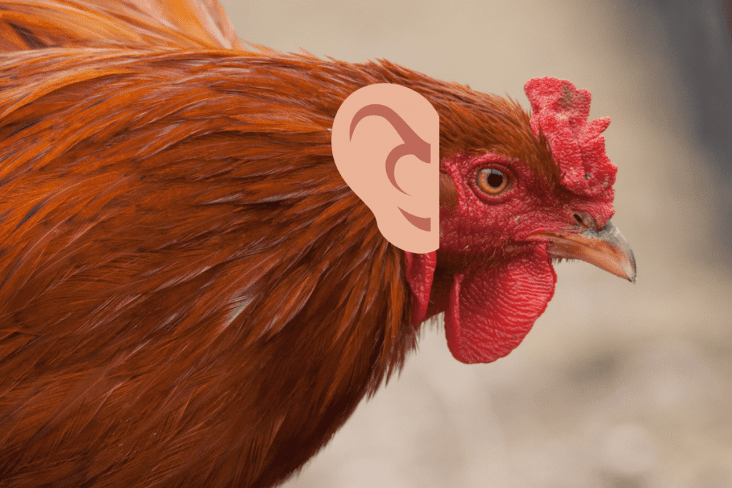 do chickens have ears