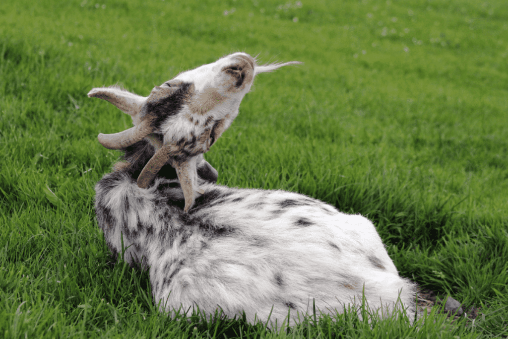 how do goats sleep