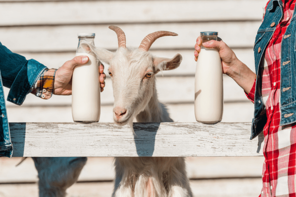 how much does goat milk cost
