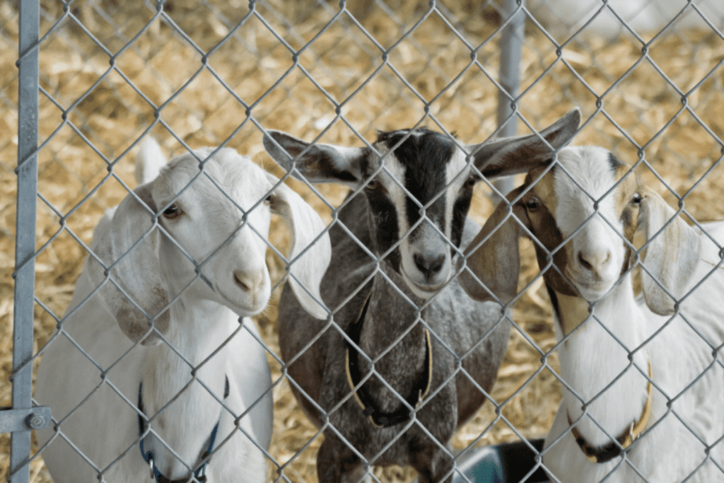 how often to clean out goat pen