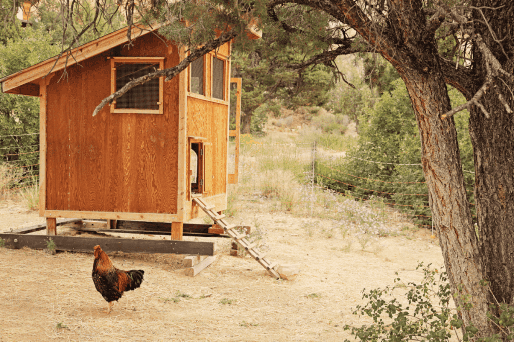 how tall should a chicken coop be