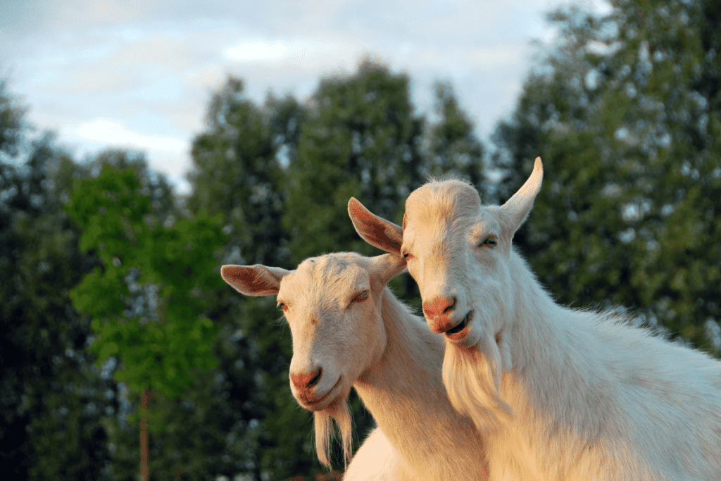 saanens goats
