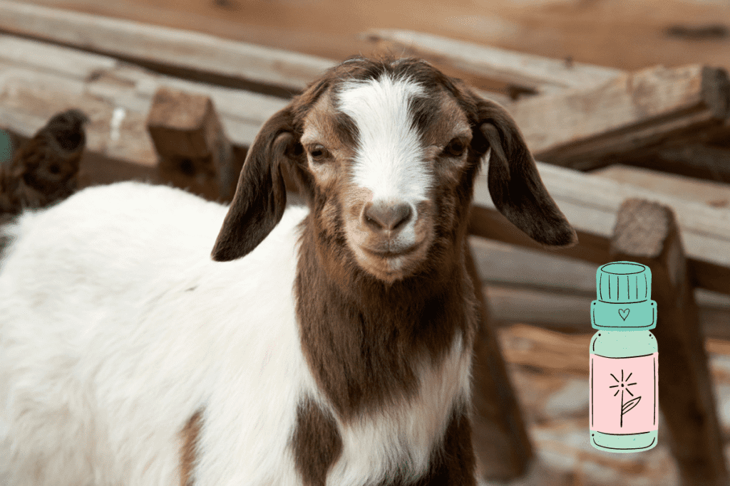 what essential oils are bad for goats