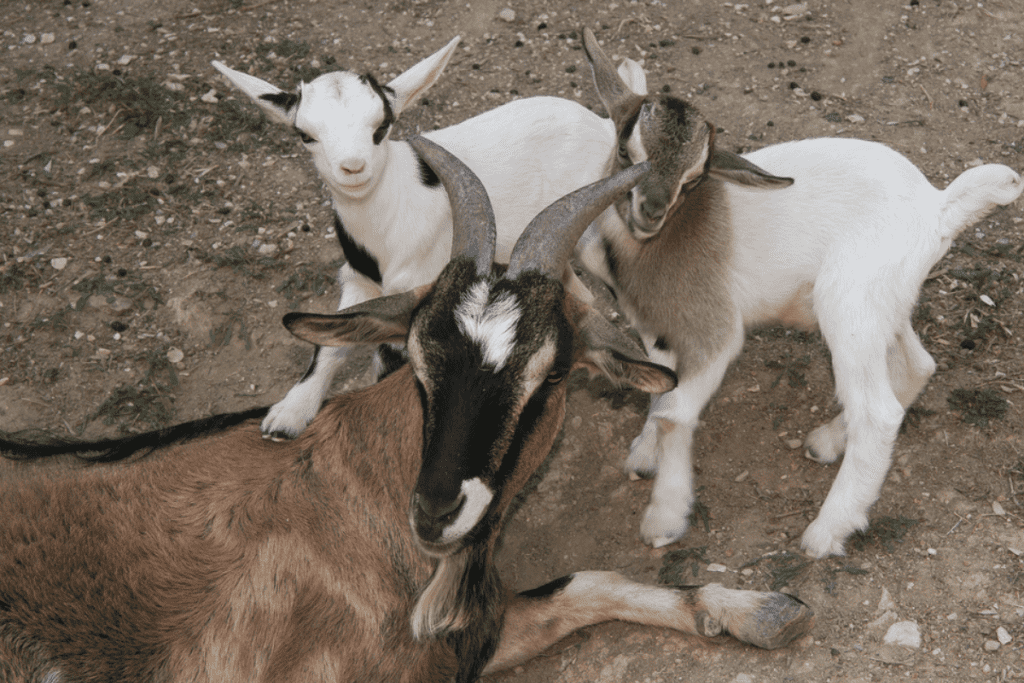 what size dehorner for nigerian dwarf goats