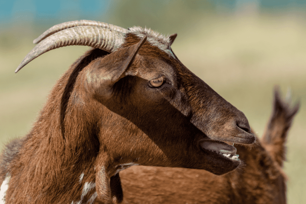 what to do if your goat breaks a horn