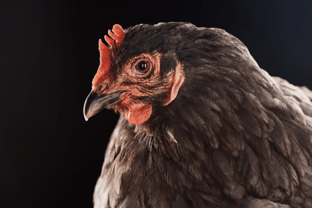 why chicken lose feathers