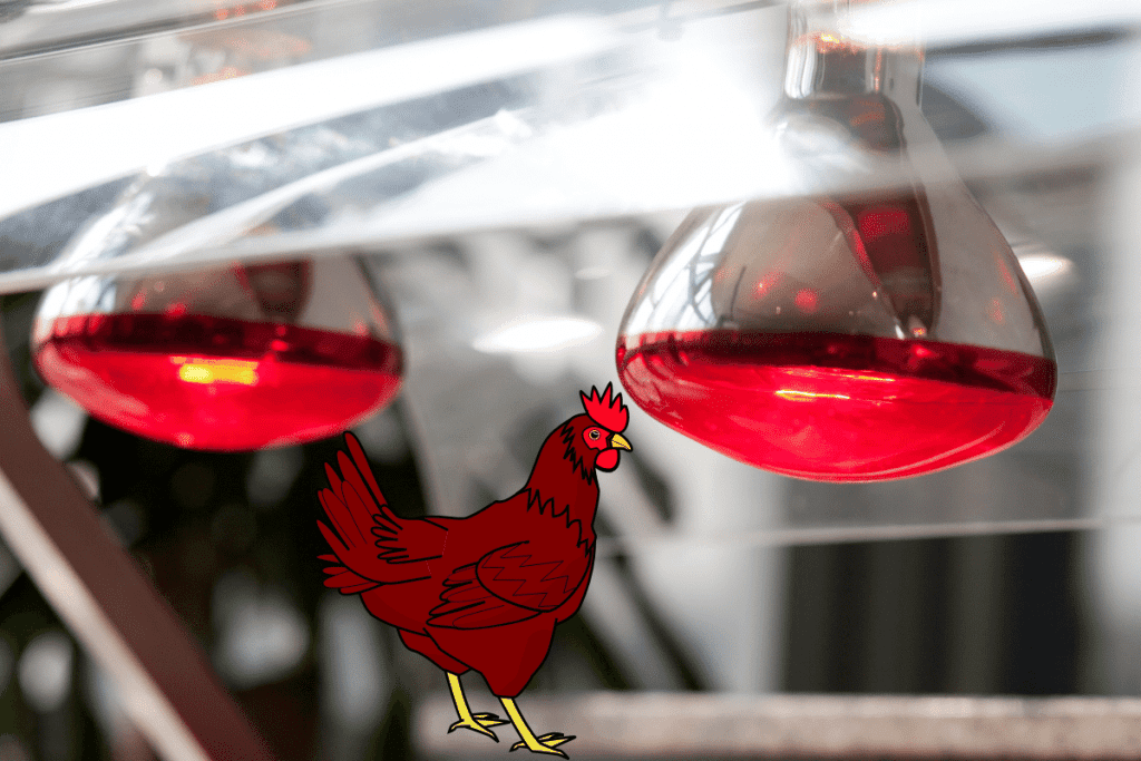 will chickens die without a heat lamp