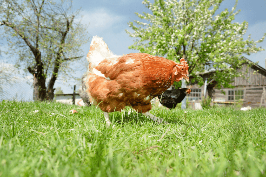 will chickens eat grass seed