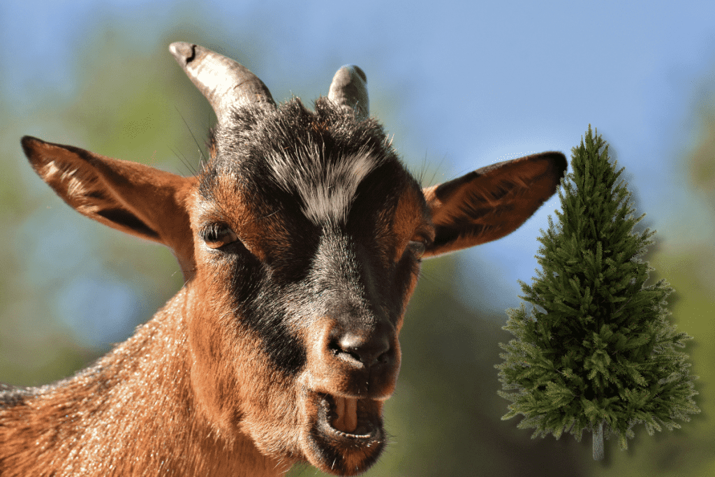 will goats eat pine trees