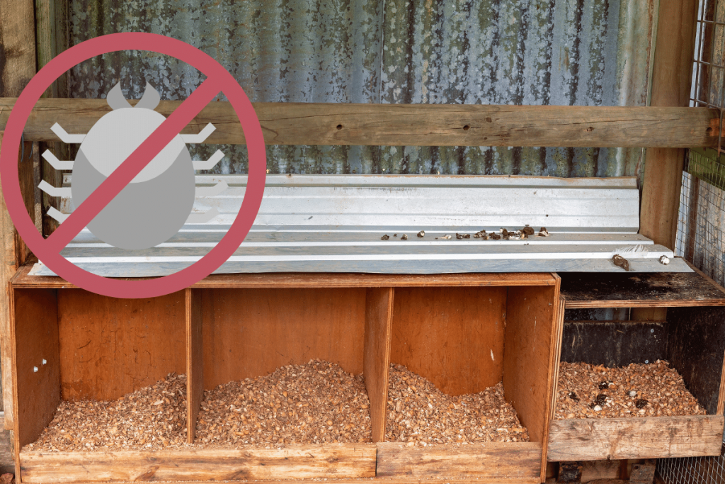 How To Get Rid of Chicken Mites in the Coop