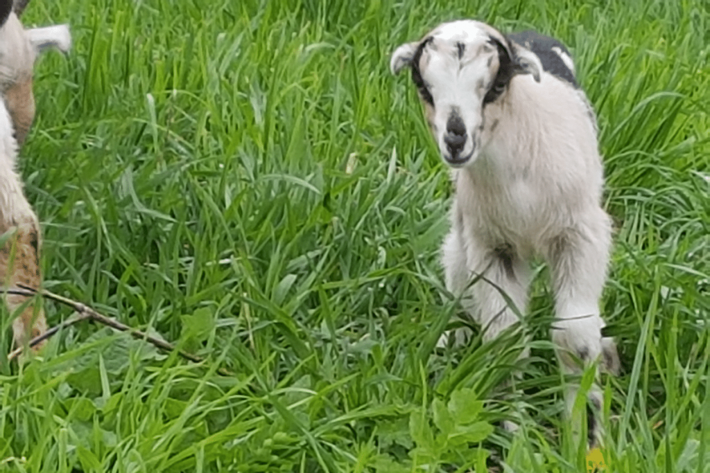 La Mancha Breed goat