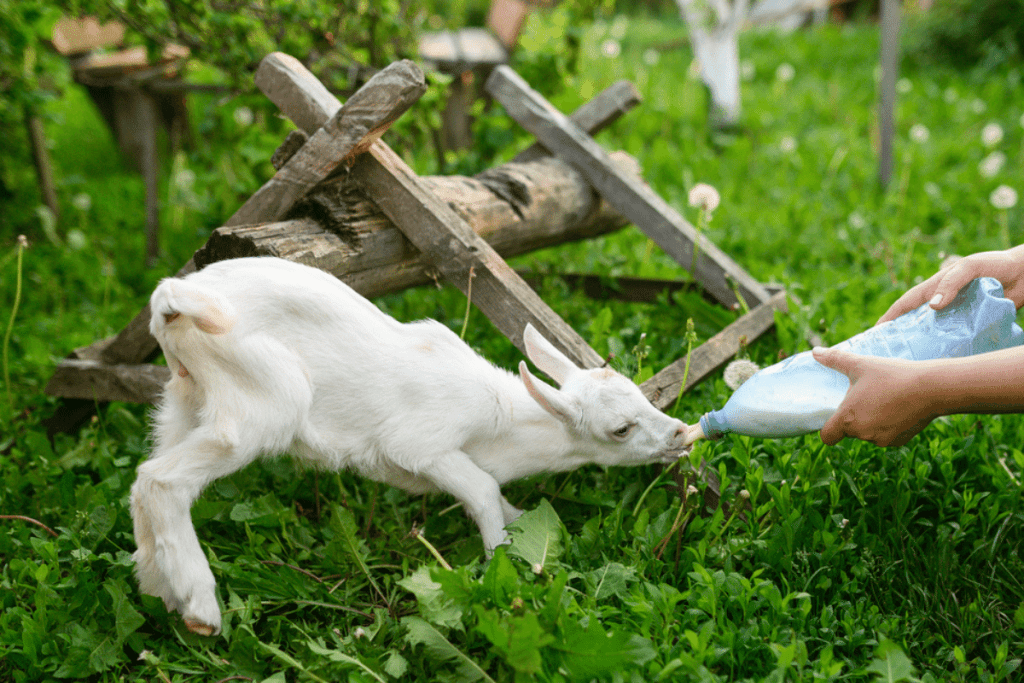 can a baby goat drink cow's milk