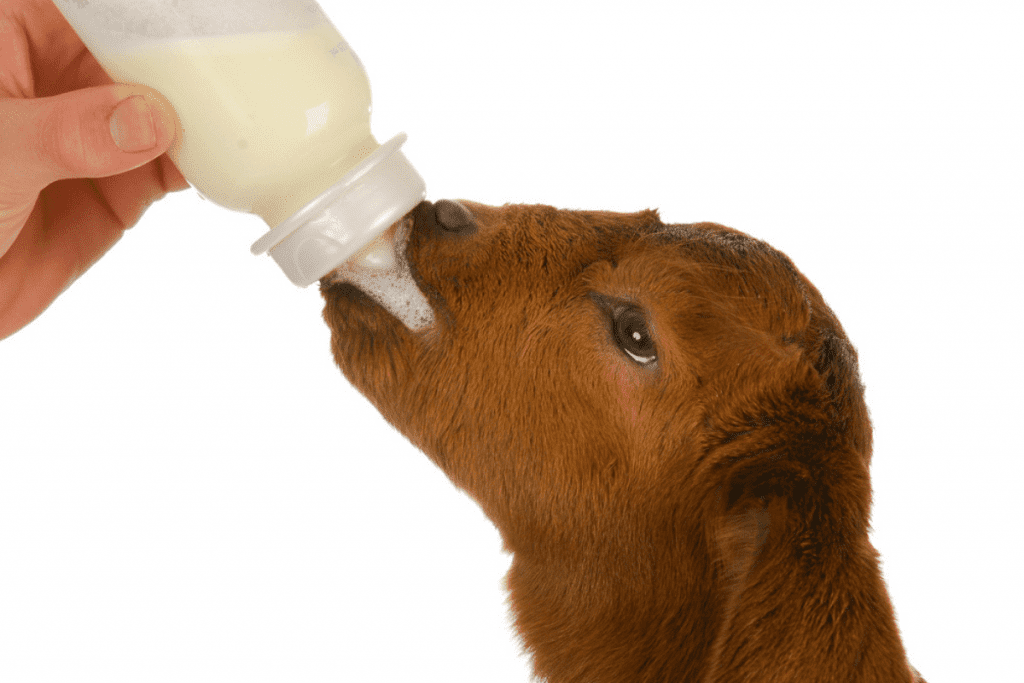 can a goat drink cold milk