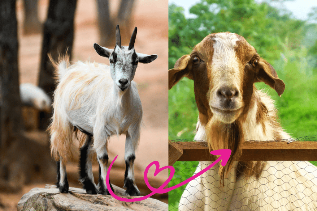can you breed a pygmy goat with a boer goat