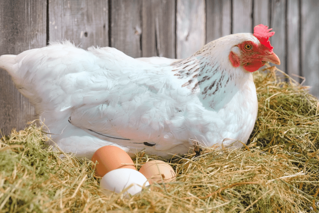 can you use hay for chicken bedding