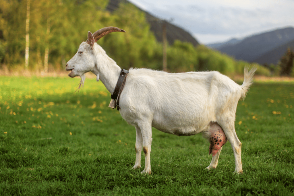 do female goats have horns