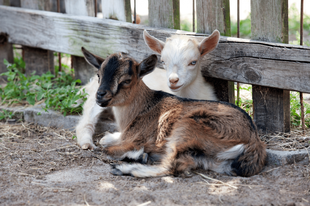 goat breeds without horns nigerian dwarf goat
