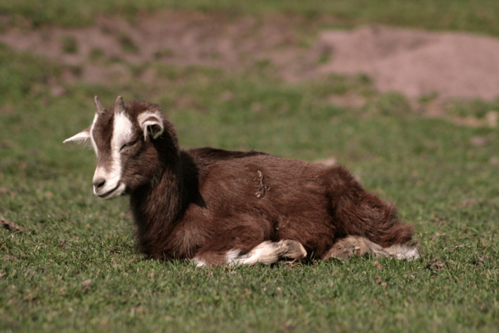 goat lethargic and shaking