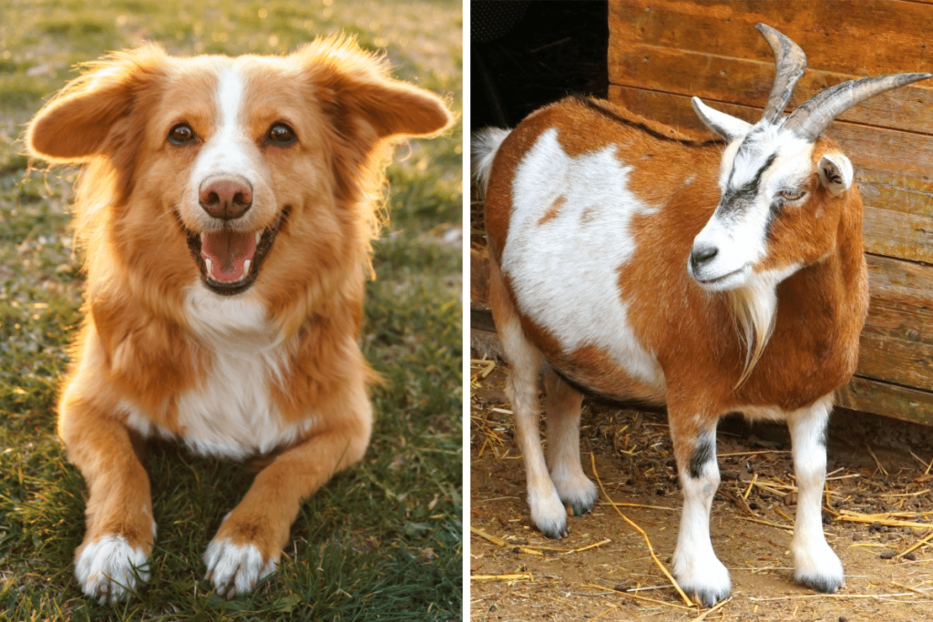 goats and dogs