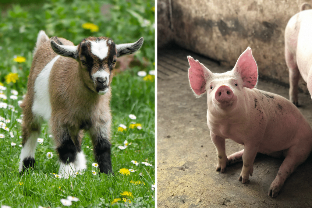 goats and pigs