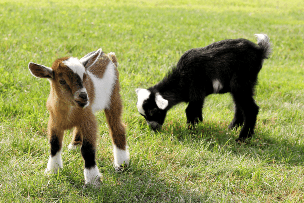 how common is it for goats to have twins