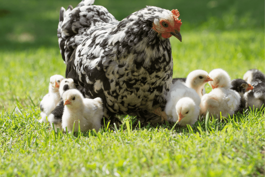 how long do chickens sit on eggs