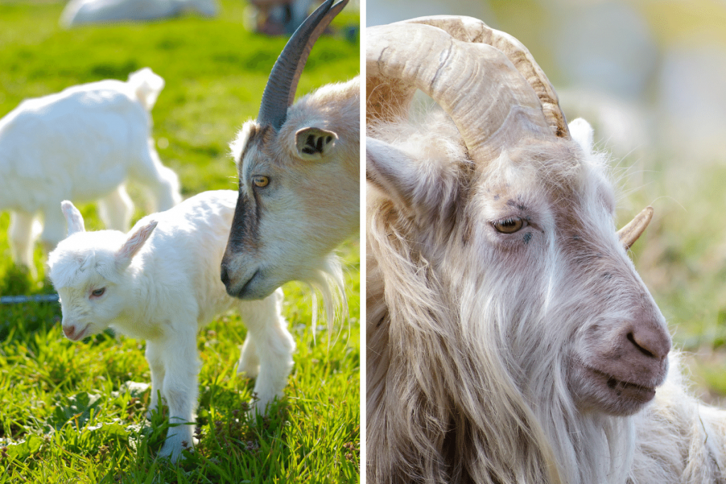 how long do goats take to grow