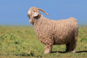 long haired goat angora