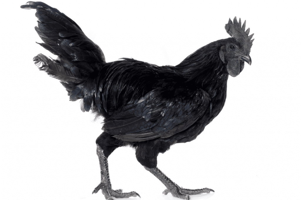 what chicken lays black eggs