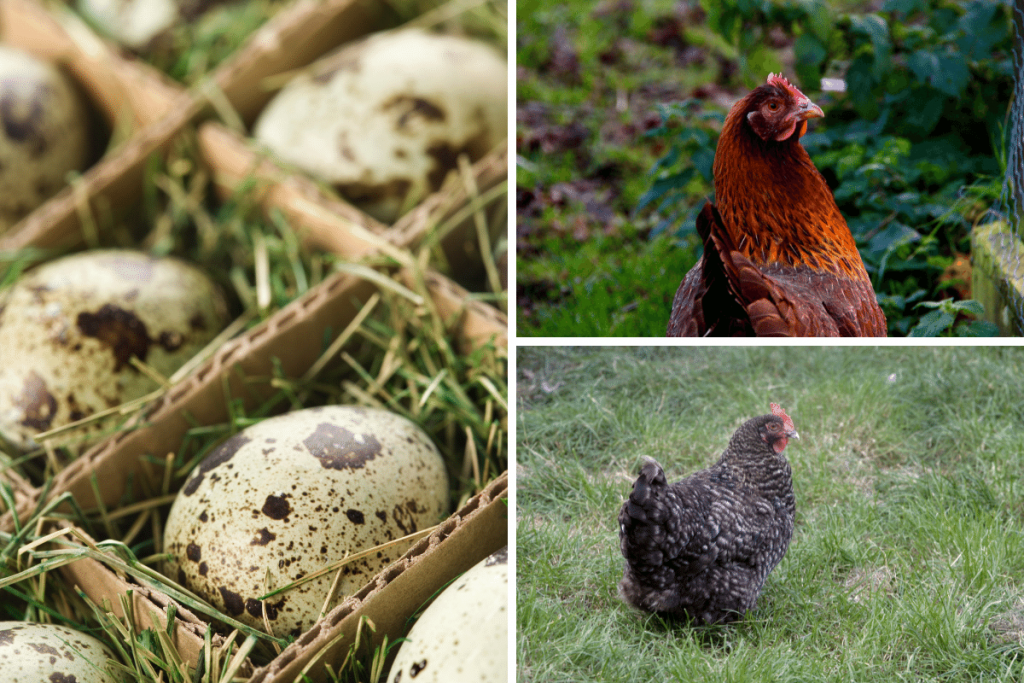 what chickens lay speckled eggs