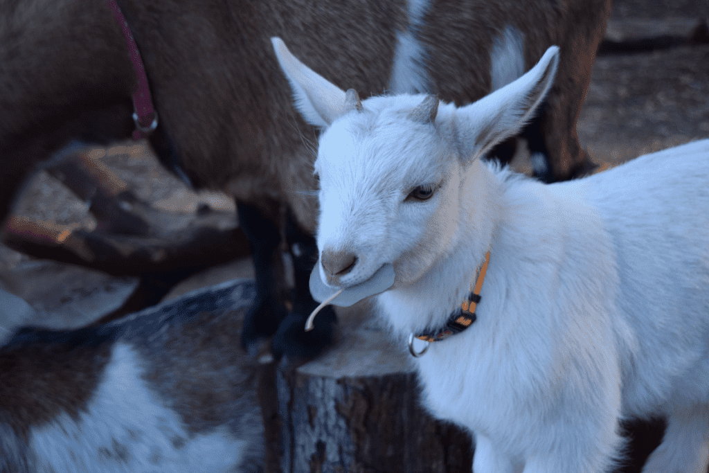 what size tattoo for nigerian dwarf goats