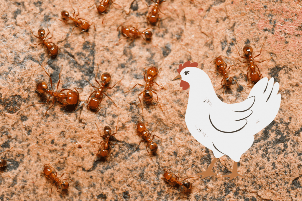 will chickens eat fire ants