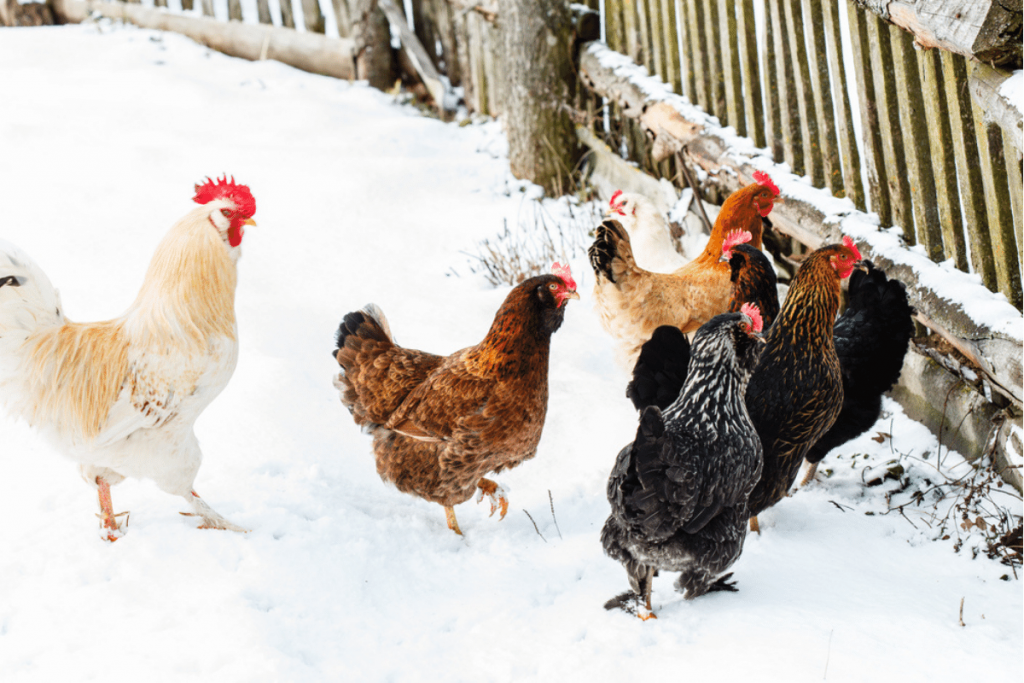 will chickens eat snow for water