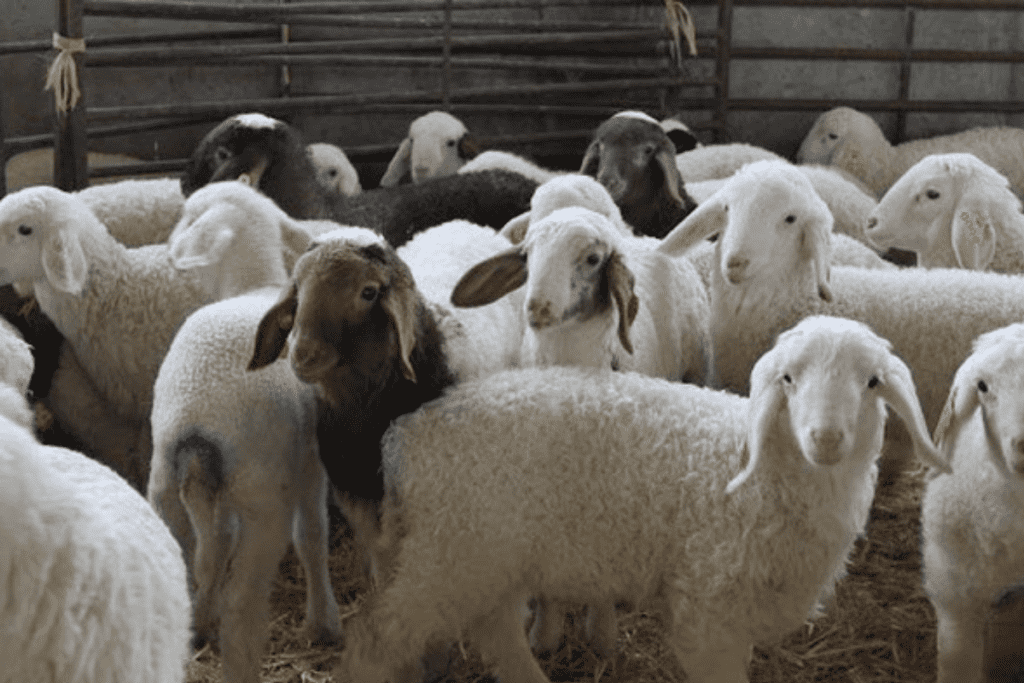Assaf Sheep 
