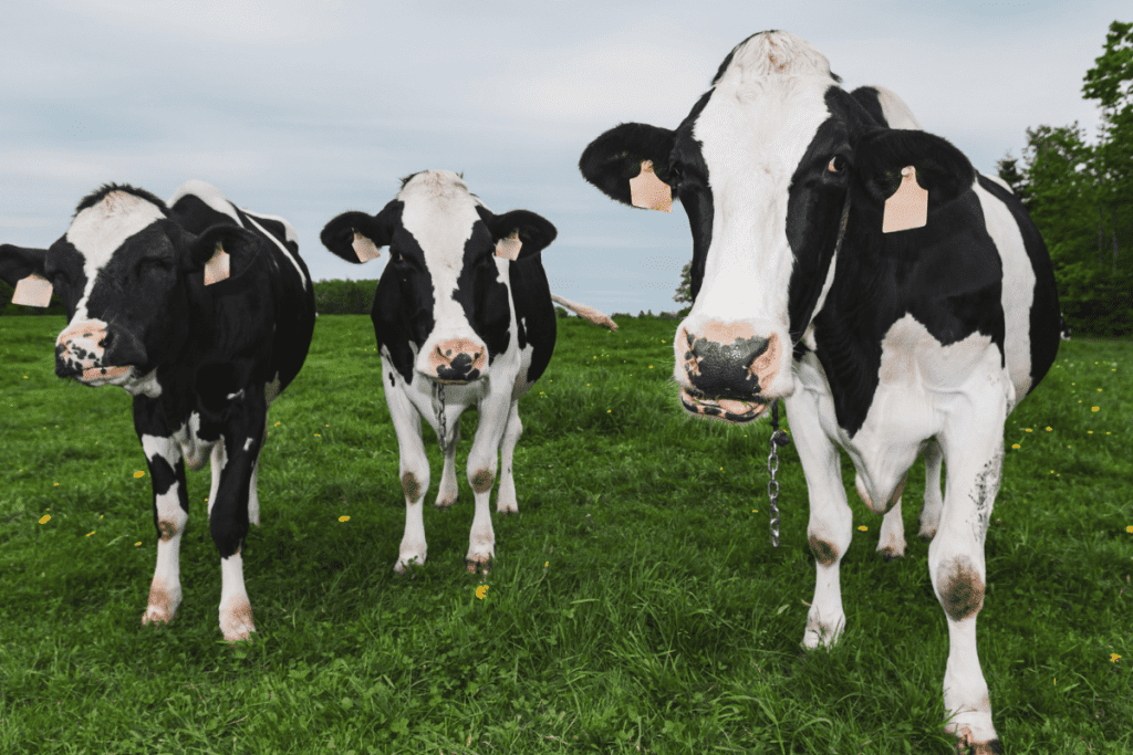 Australian Dairy Cow