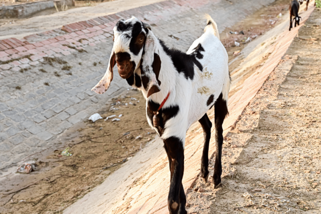 Barbari pakistan Goat breeds