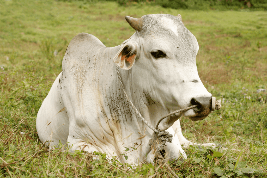 Brahman Cattle Breed
