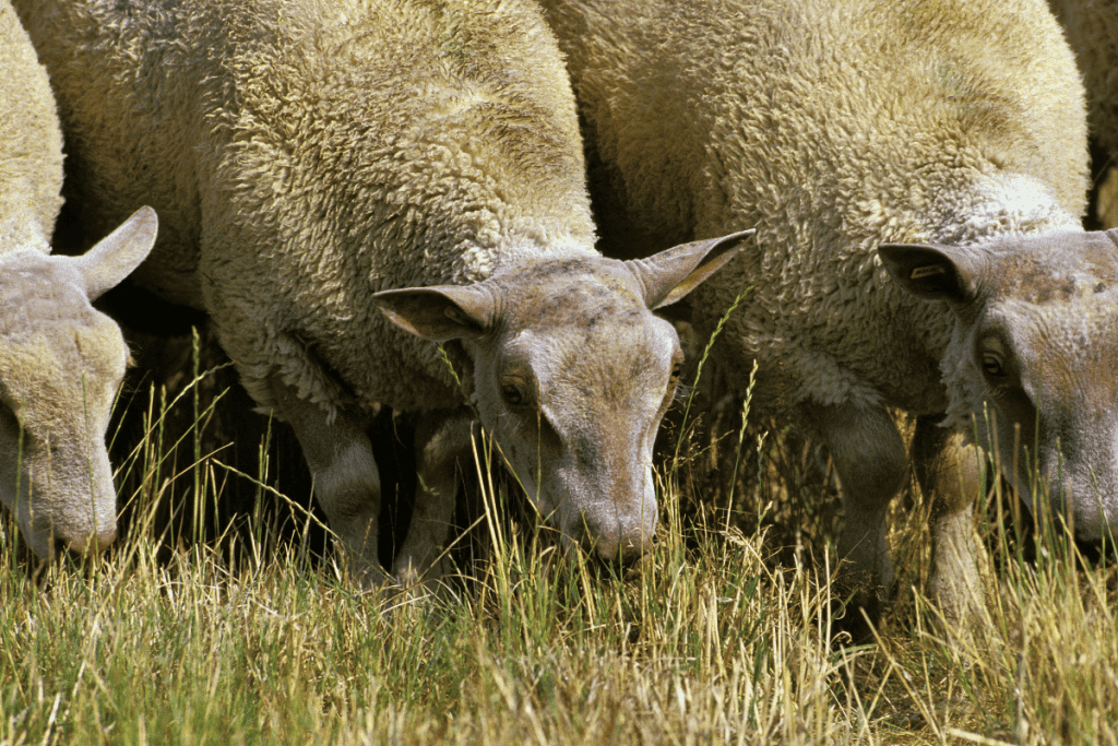 Charollais Sheep 