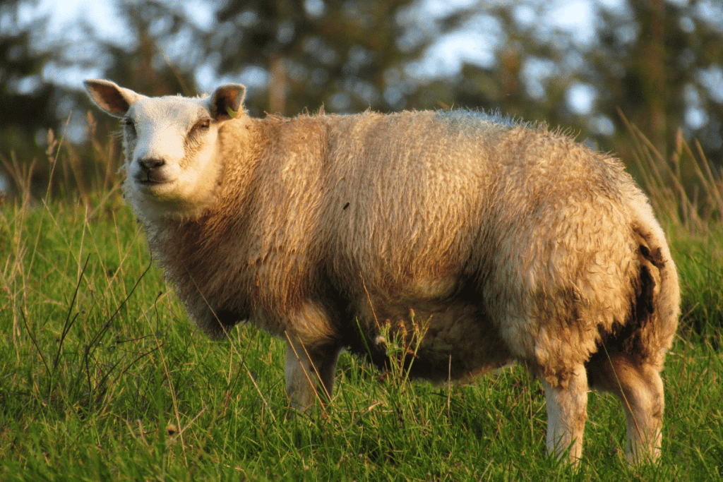 Cheviot Sheep